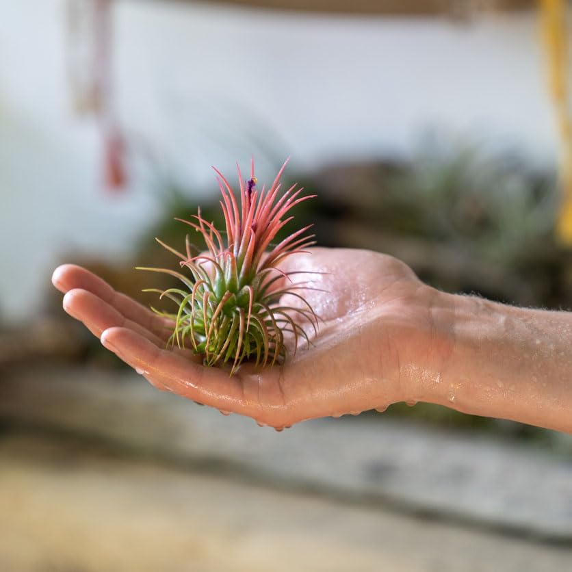 Live Air Plants | Eco-Friendly Party Favors