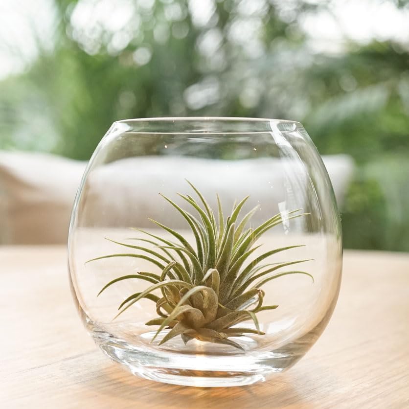Live Air Plants | Eco-Friendly Party Favors