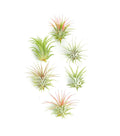 Live Air Plants | Eco-Friendly Party Favors