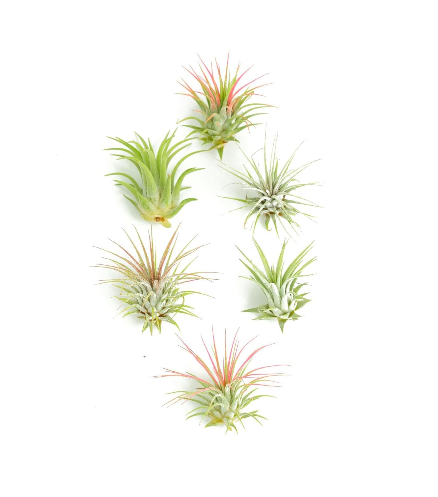 Live Air Plants | Eco-Friendly Party Favors