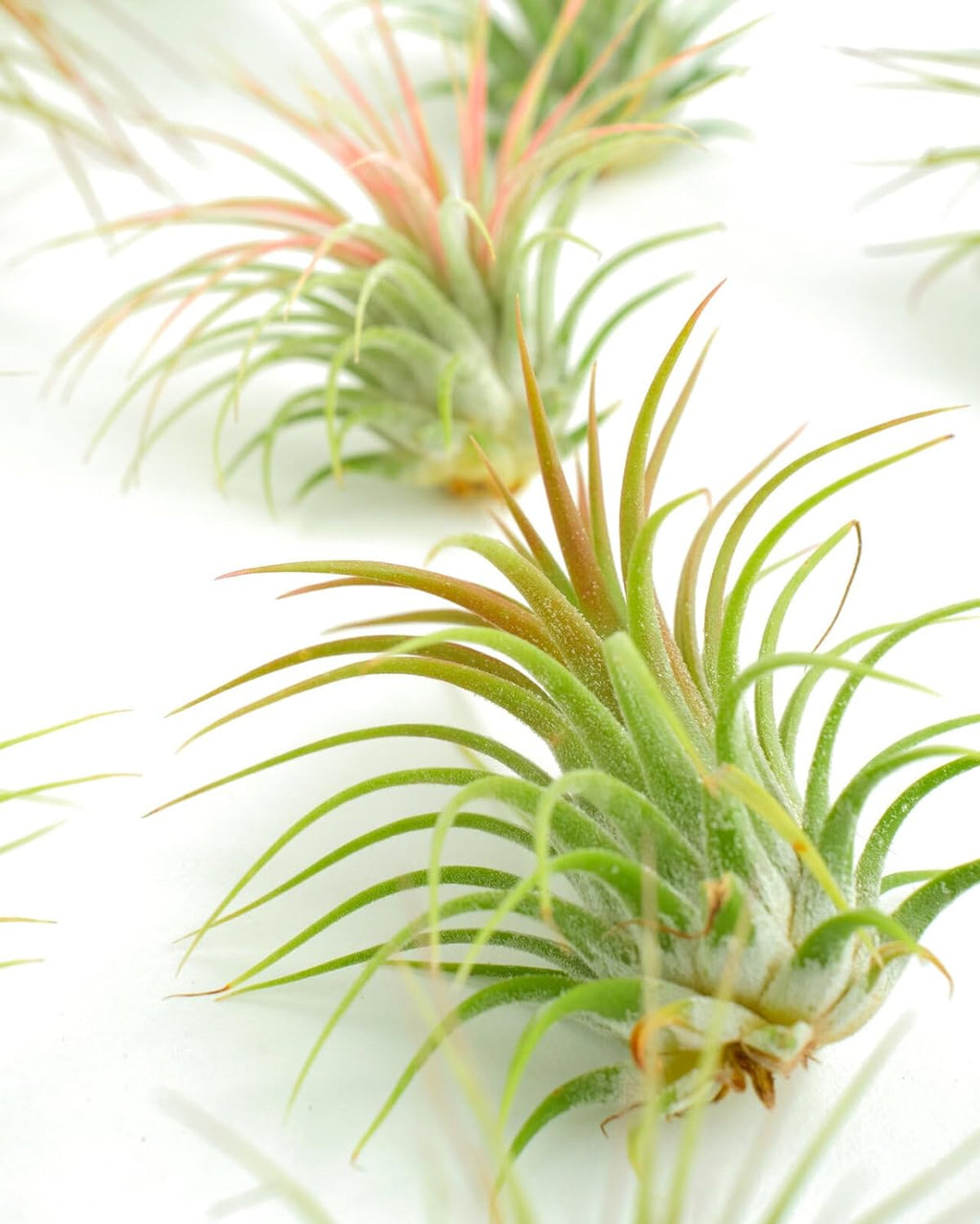 Live Air Plants | Eco-Friendly Party Favors