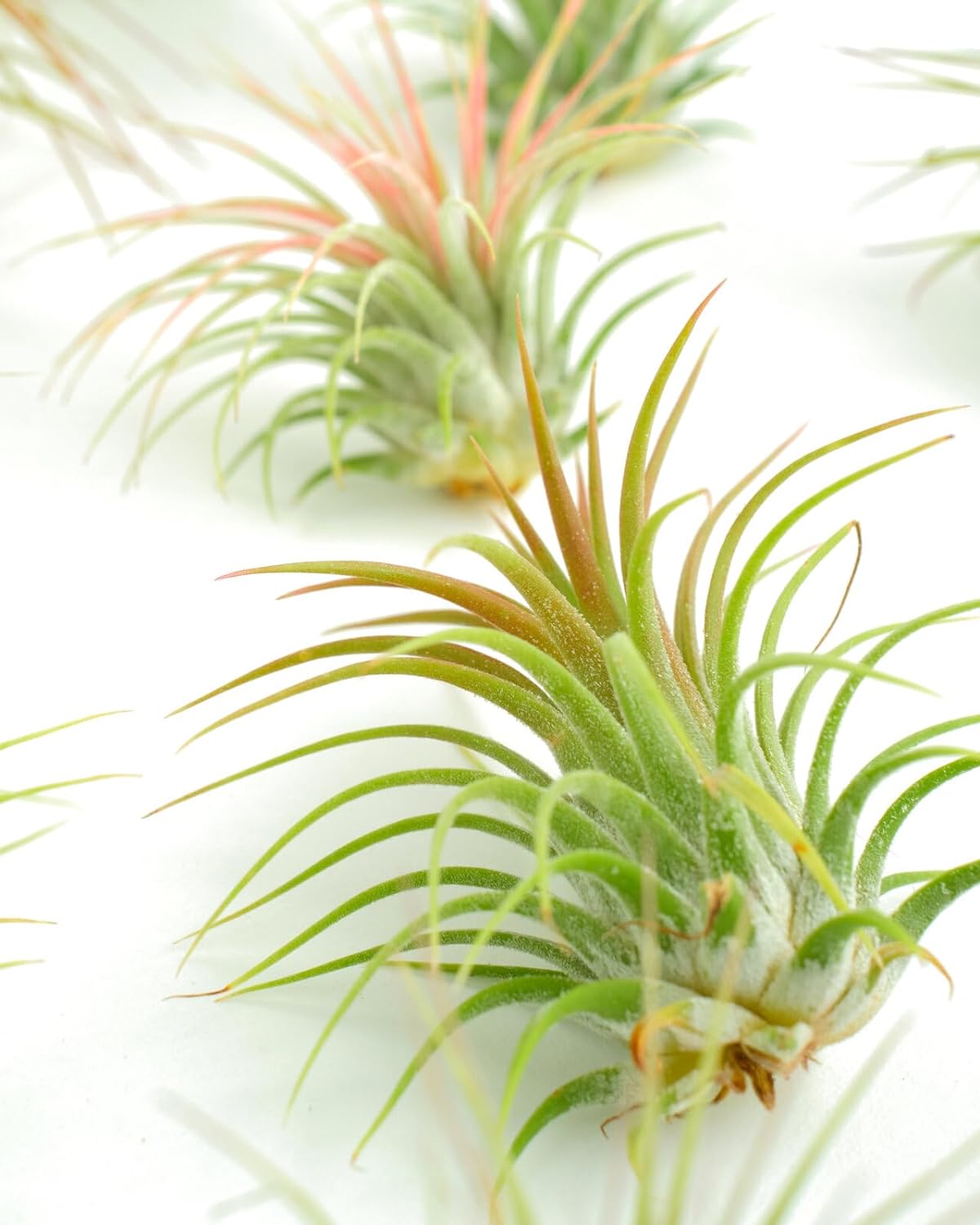 Live Air Plants | Eco-Friendly Party Favors