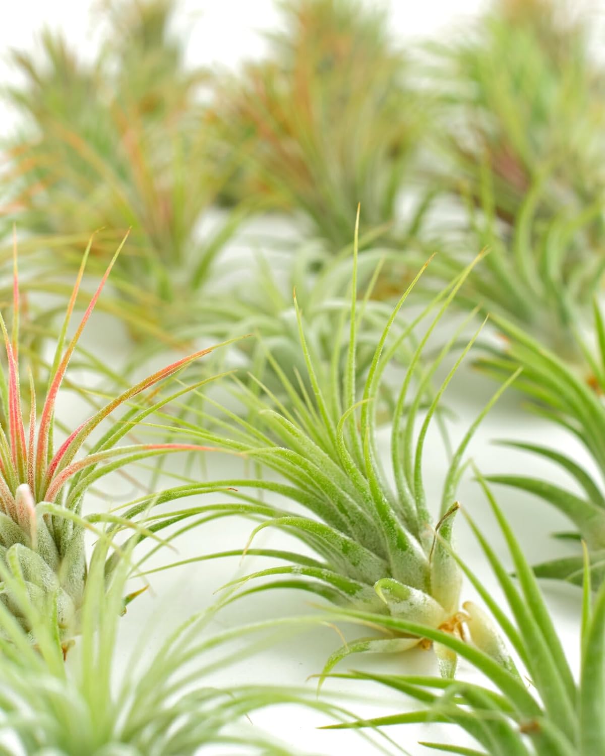 Live Air Plants | Eco-Friendly Party Favors