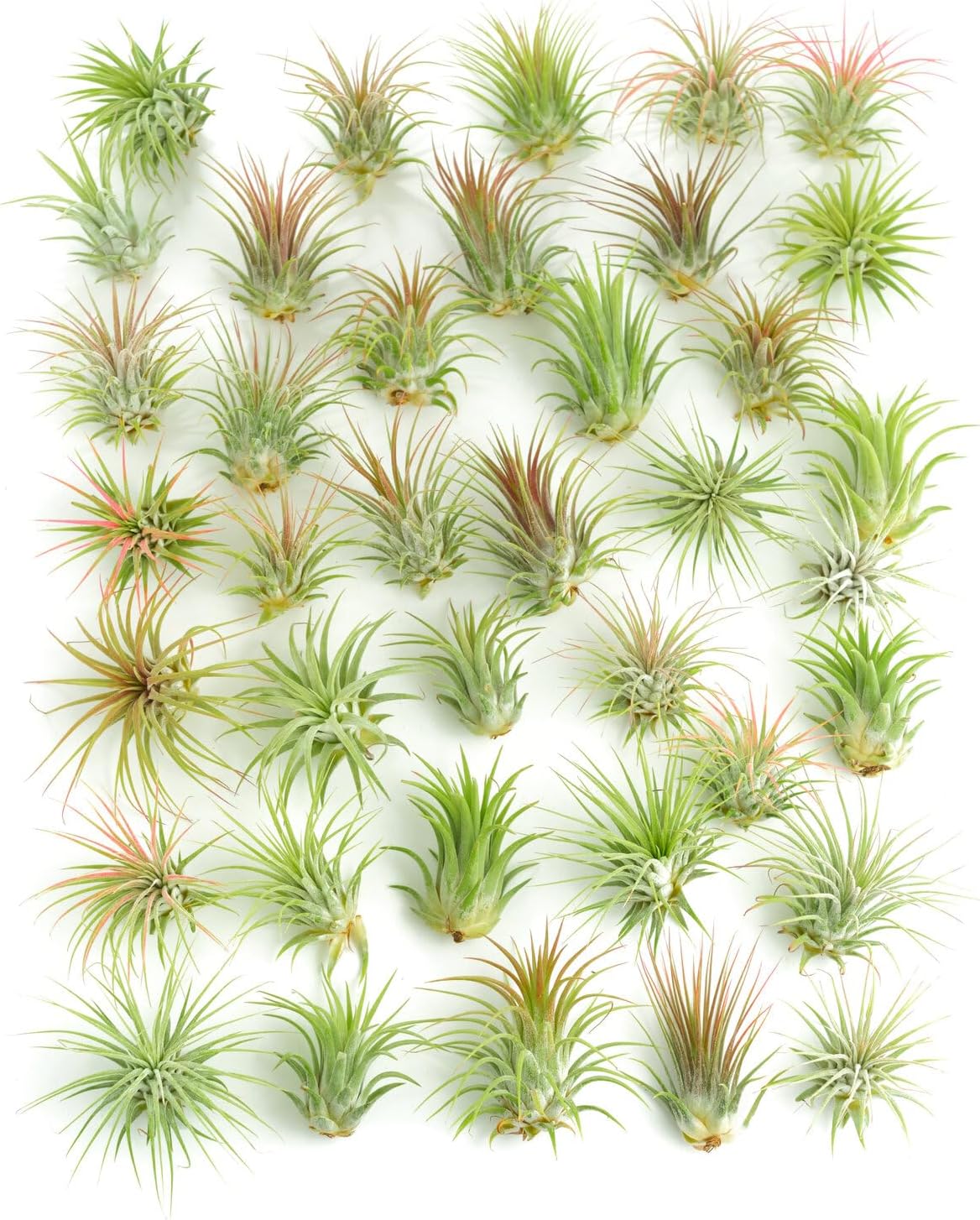 Live Air Plants | Eco-Friendly Party Favors