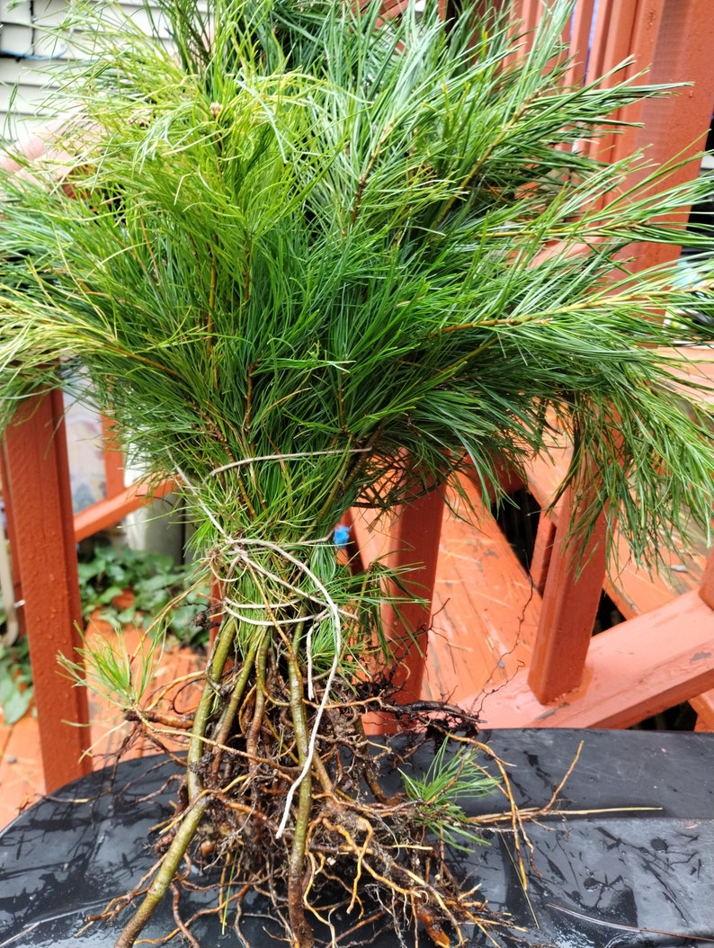 Tree Saplings for Party Favors — Set of 50, Choose Your Species