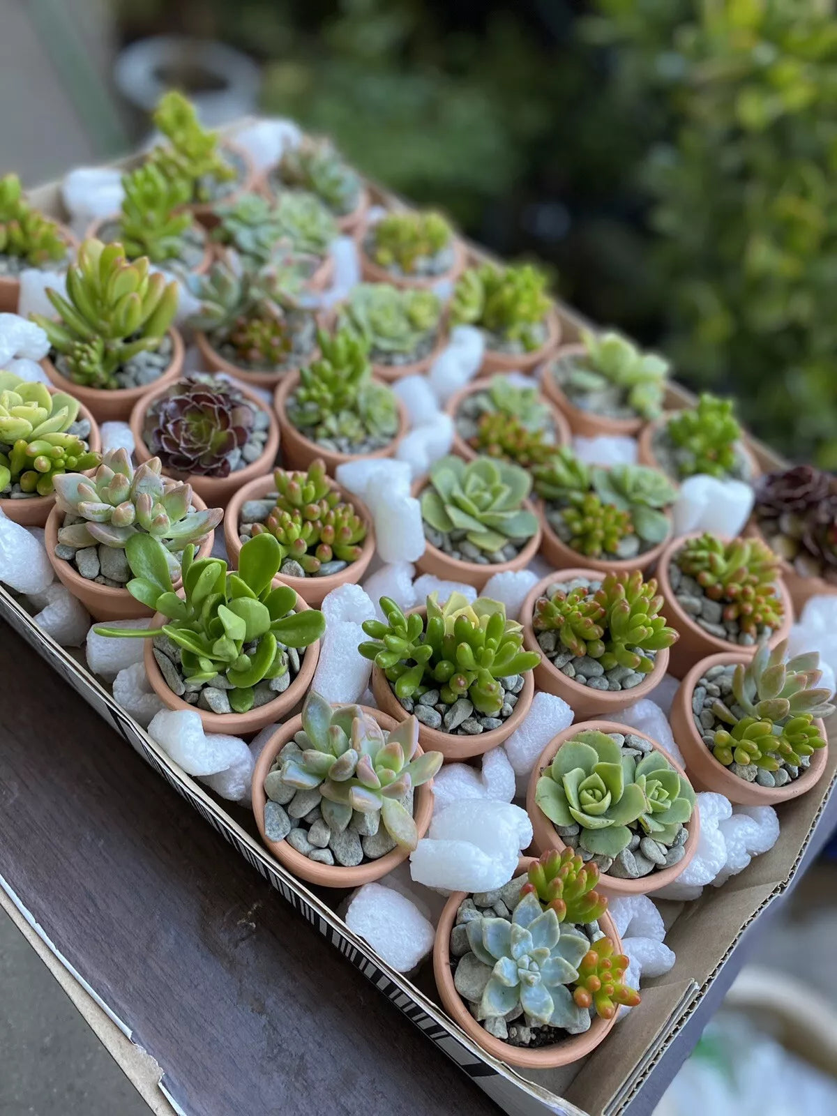Assorted Succulent Cuttings — 25 Varieties, Cuttings Only