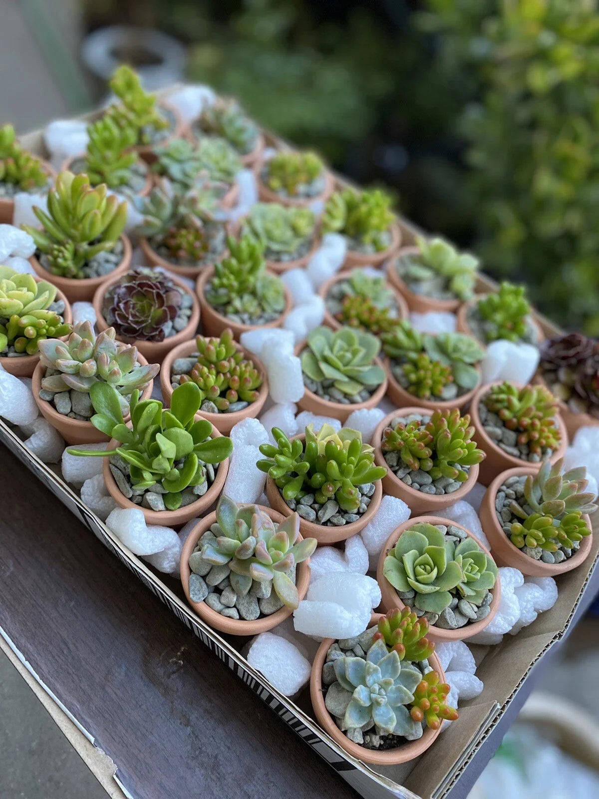 Assorted Succulent Cuttings in Terracotta Pots — Set of 60